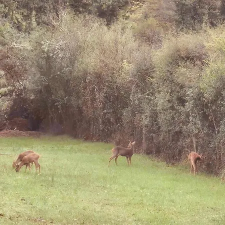 אתר קמפינג Vanlodge *