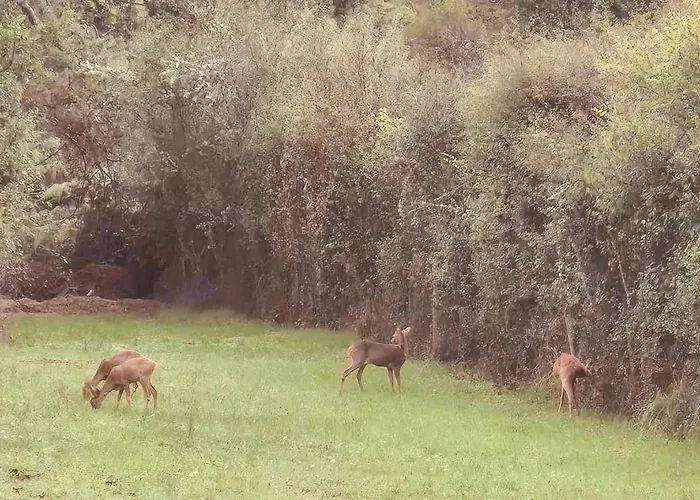 Campeggio Vanlodge *